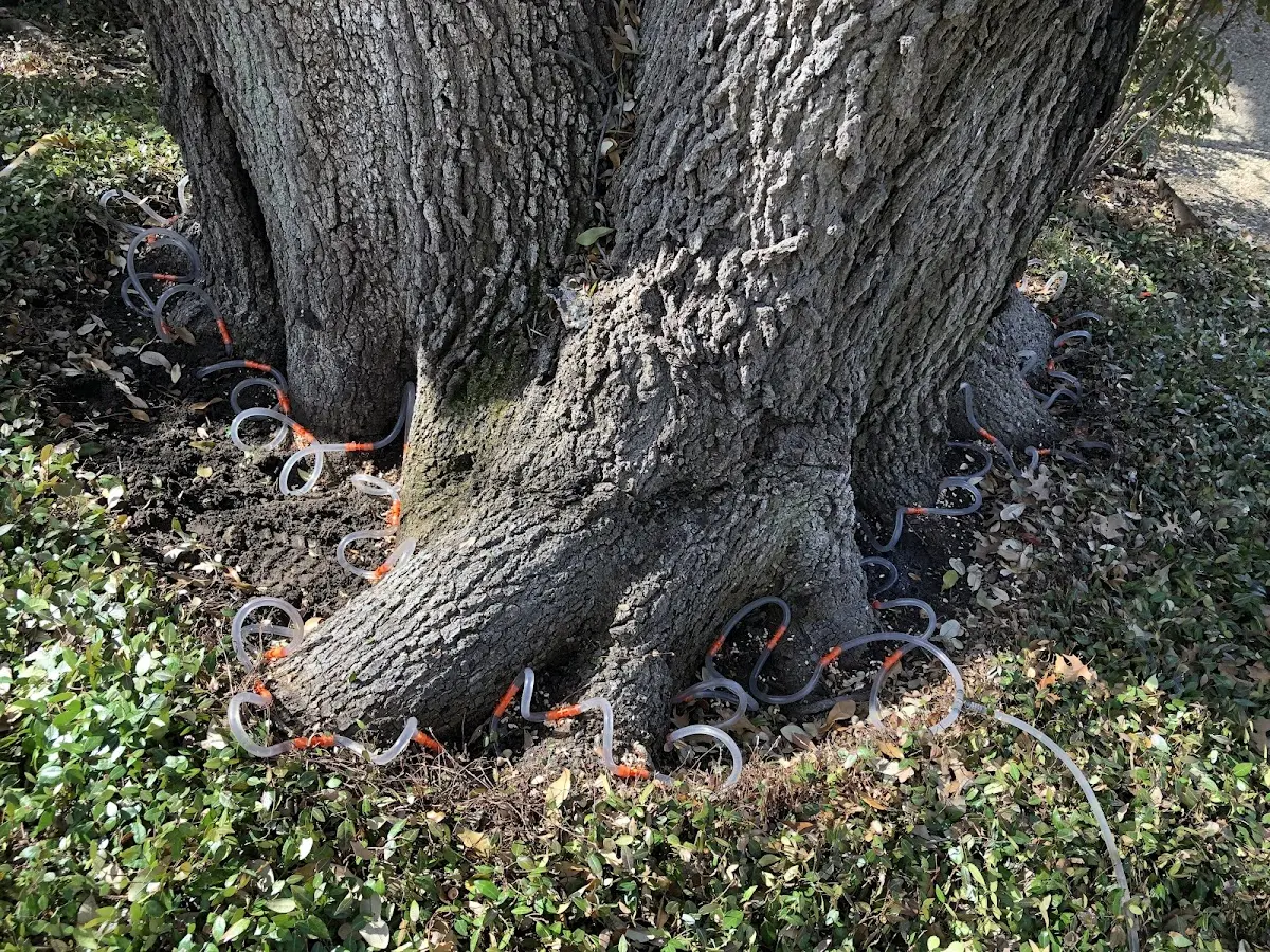 Detailed Shrub and Hedge Trimming job site in Ulmer