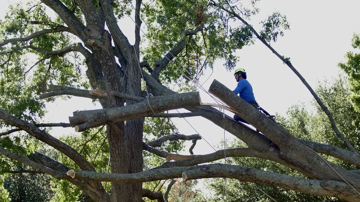 Professional Hazardous Tree Removal performed by certified arborists in Ulmer