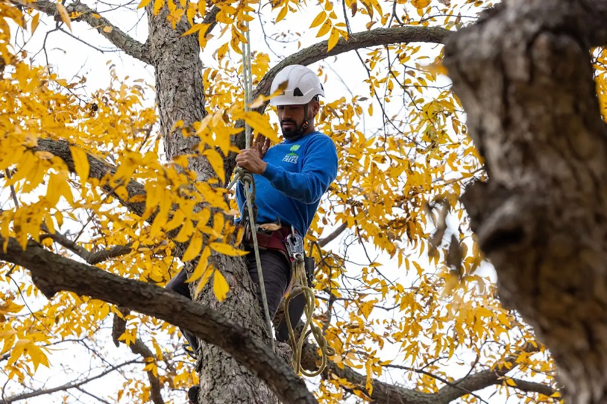 Skilled Storm Damage Cleanup crew working in Ulmer